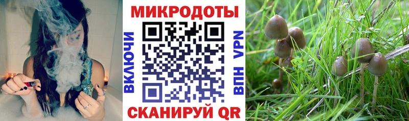 Псилоцибиновые грибы GOLDEN TEACHER  omg ССЫЛКА  Борзя  продажа наркотиков 